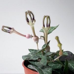 2.5 Ceropegia linearis woodii, String of Daggers, Heartless, String of Hearts, String of Spades, Mini Plant, Starter Plant, Hanging Basket image 1