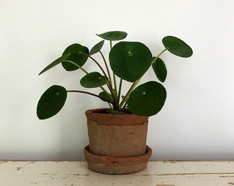 Pilea peperomioides Plant in a  Rustic Linen Wrapped Pot with Saucer, Linen Wrapped Planter, Natural Planter, Natural Pot, Hand Made Pot