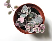 Variegated String of Hearts Plant, Ceropegia Woodii Variegata, Pink String of Hearts, Rare, Pink Houseplant, Hanging Plant, Trailing Plant
