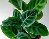 2.5 quot Calathea zebrina, Zebra Plant, Prayer Plant, Mini Plant, Terrarium Plant, Velvet Leaves, Bright Light, Low Light, Houseplant, Easy