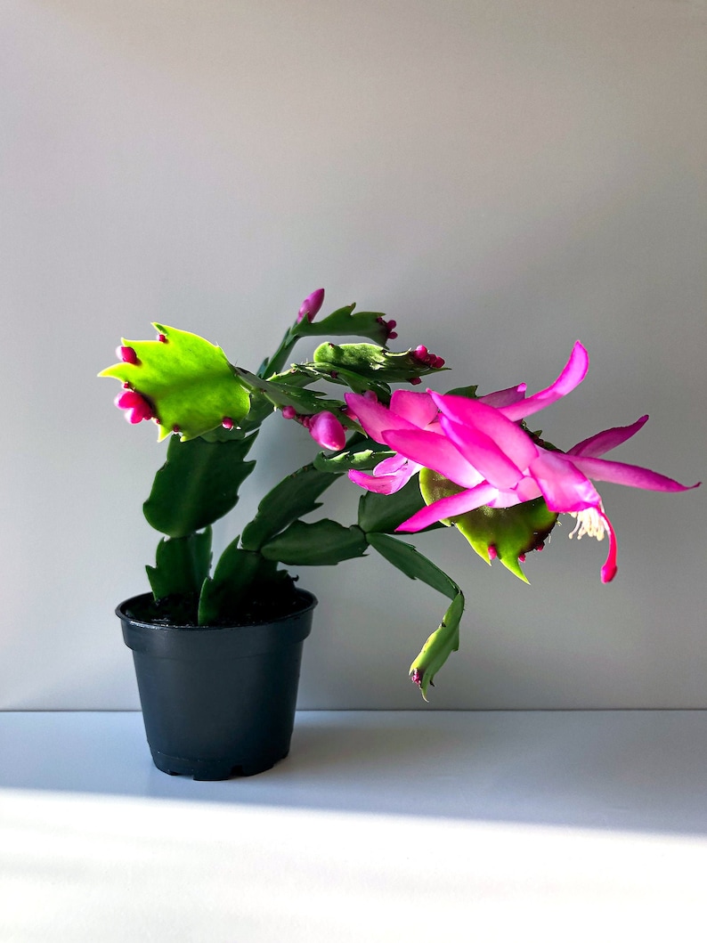 Hot Pink Christmas Cactus, Pink Cactus, Zygo Cactus, Zygocactus, Schlumbergera truncata, Cghristmas Plant, Holiday Plant, Christmas Decor image 1