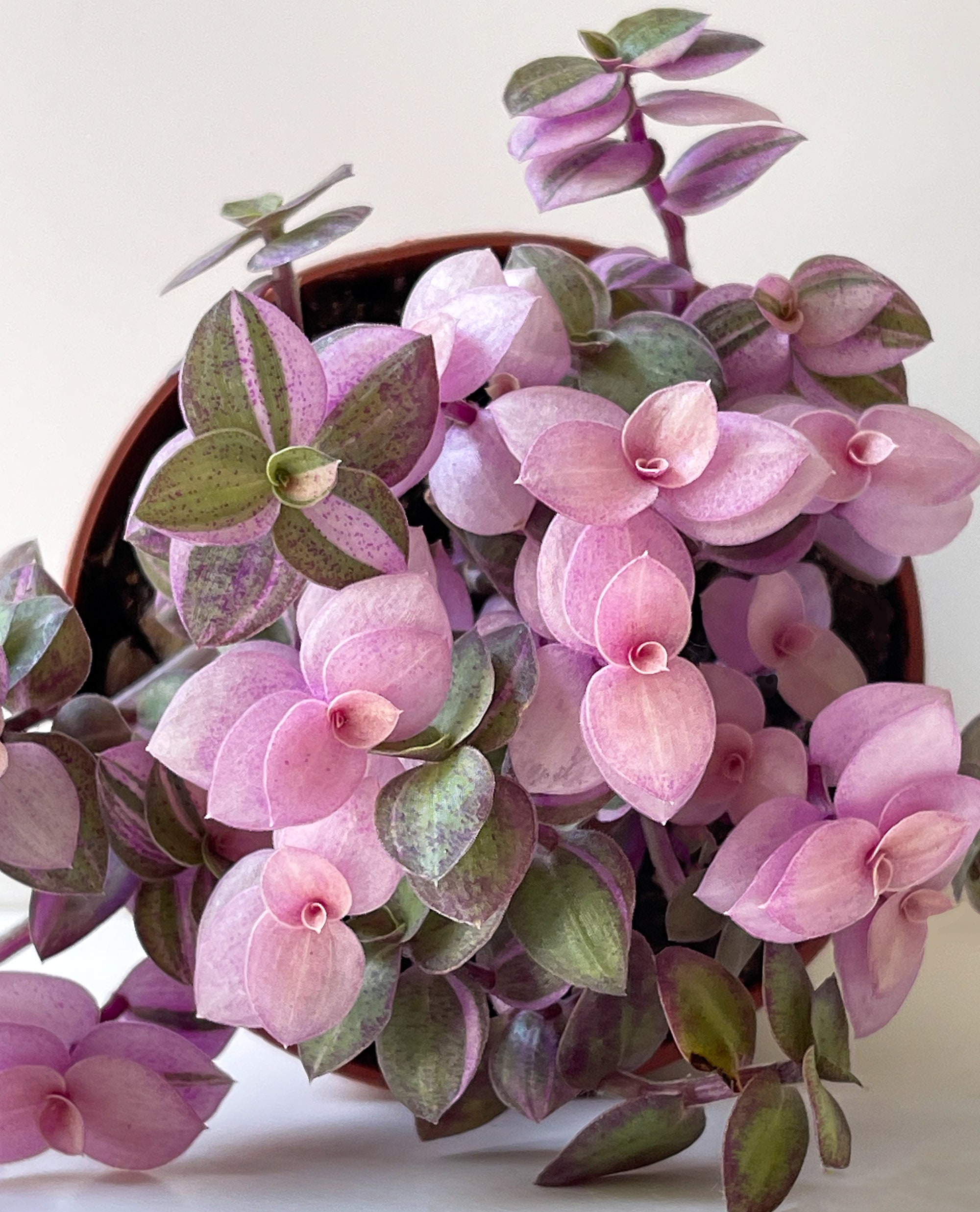 Bolivian Pink Jewel Turtle Vine Inch Plant Callisia Repens Pot ubicaciondepersonas.cdmx.gob.mx