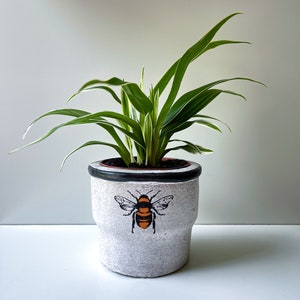 Chlorophytum bichetii, Bichetii Grass, Saint Bernard's Lily, Plant Fully Rooted in 2.5 Pot, Cascading Plant, Air Purifying Plant, Non Toxic image 6