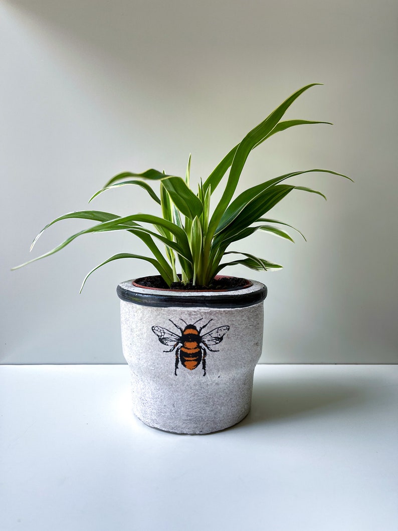 Chlorophytum bichetii, Bichetii Grass, Saint Bernard's Lily, Plant Fully Rooted in 2.5 Pot, Cascading Plant, Air Purifying Plant, Non Toxic image 6