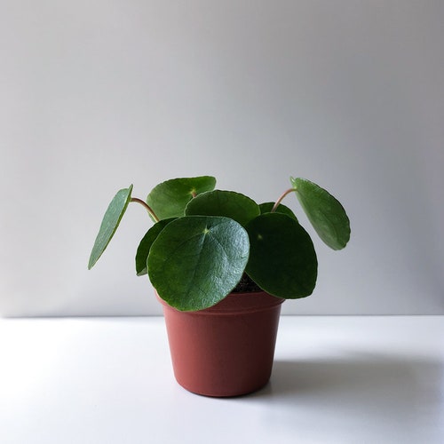 Pilea Peperomioides Plant, Pilea, Chinese Money Plant, Pancake Plant, UFO Plant, Baby Plant, Mini Plant, Rare Plant, Live Plant, Houseplant