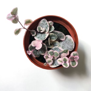 Variegated String of Hearts, Ceropegia Woodii Variegata 'Pretty Pink,' VSOH, a Super Pink String of Hearts, Rare Succulent, Trailing Plant image 1