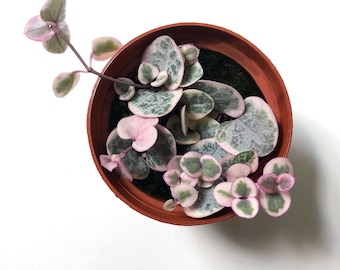 Variegated String of Hearts, Ceropegia Woodii Variegata 'Pretty Pink,' VSOH, a Super Pink String of Hearts, Rare Succulent, Trailing Plant