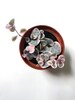 Variegated String of Hearts, Ceropegia Woodii Variegata 'Pretty Pink,' VSOH, a Super Pink String of Hearts, Rare Succulent, Trailing Plant