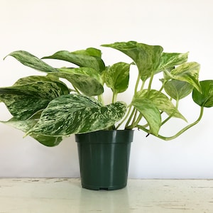 May include: A potted pothos plant with variegated green and white leaves. The plant is in a dark green plastic pot, set against a white background. The leaves have a marbled pattern.