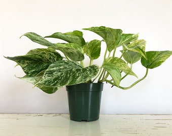 Marble Queen Pothos, Epipremnum aureum, 4 Inch Pot, Devil's Ivy, Variegated Plant, Trailing, Hanging Plant, Air Purifying, Low Light Plant