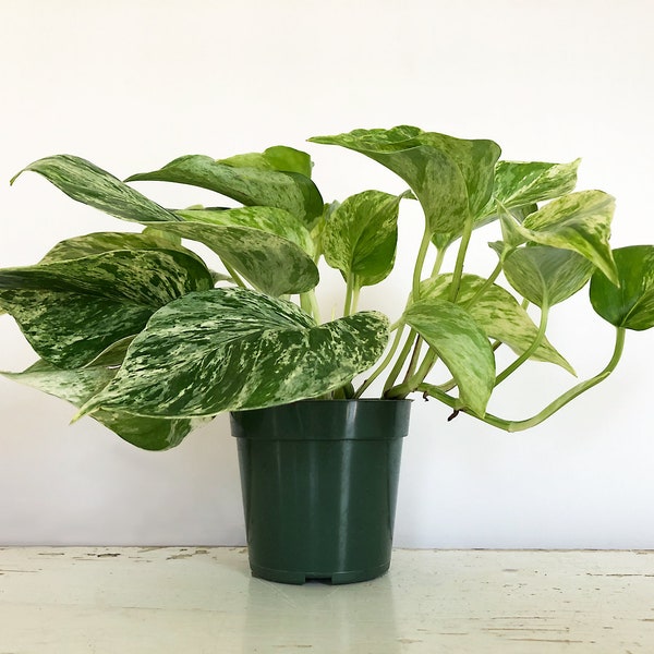 Marble Queen Pothos, Epipremnum aureum, 4 Inch Pot, Devil's Ivy, Variegated Plant, Trailing, Hanging Plant, Air Purifying, Low Light Plant