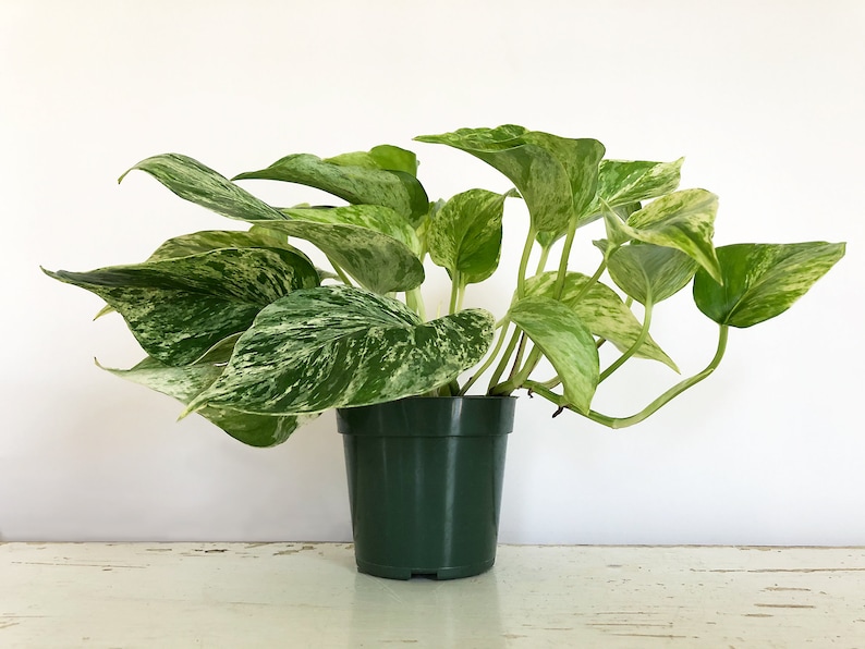 Pu&ograve; includere: Una pianta da interno in vaso, con foglie variegate verdi e bianche. La pianta &egrave; un pothos, posta su uno sfondo bianco. Le foglie presentano un motivo marmorizzato.