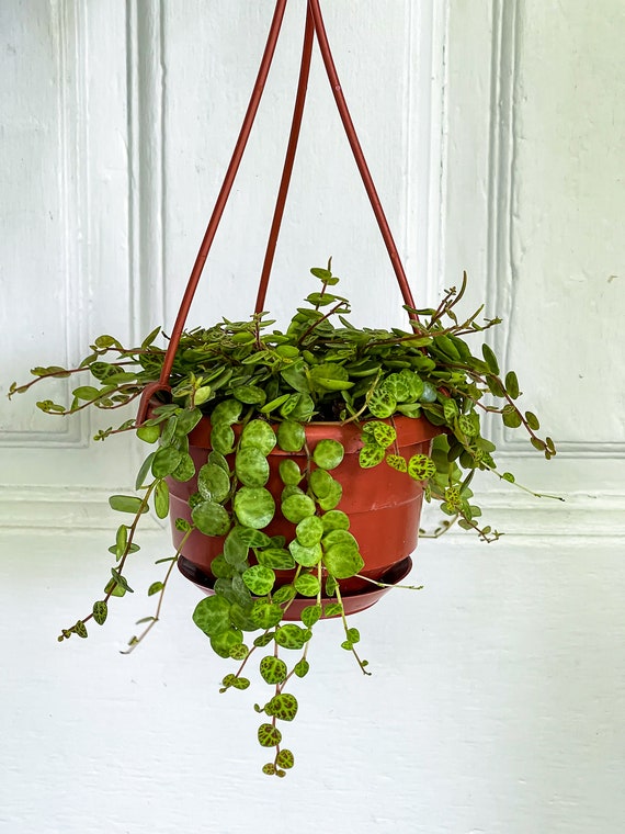 Chaîne de tortues, panier suspendu de 4 pouces, Peperomia prostrata, vigne  de tortue, plante dintérieur traînante, succulente traînante, plante vining  -  France