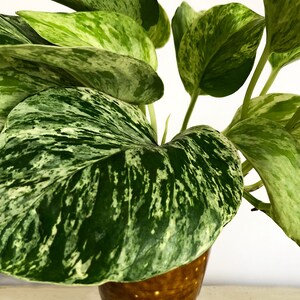 Pu&ograve; includere: Primo piano di una pianta da appartamento in vaso con grandi foglie variegate verdi e bianche. La pianta &egrave; in un vaso di ceramica marrone. Le foglie hanno un motivo marmorizzato, con sezioni verde scuro e verde chiaro.
