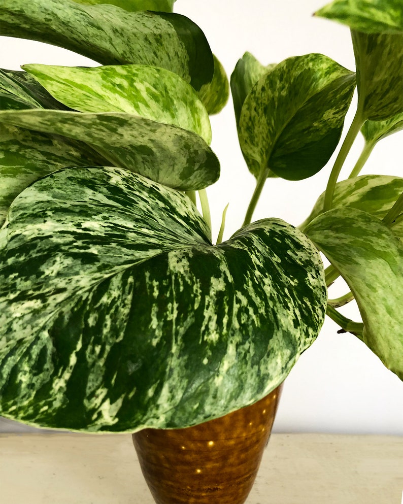 Pu&ograve; includere: Primo piano di una pianta da appartamento in vaso con grandi foglie variegate verdi e bianche. La pianta &egrave; in un vaso di ceramica marrone. Le foglie hanno un motivo marmorizzato, con sezioni verde scuro e verde chiaro.