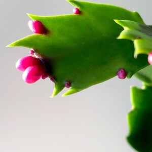 Hot Pink Christmas Cactus, Pink Cactus, Zygo Cactus, Zygocactus, Schlumbergera truncata, Cghristmas Plant, Holiday Plant, Christmas Decor image 2