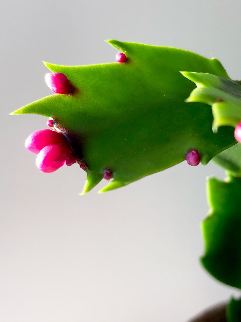 Christmas Cactus Pink, Zygo Cactus, Zygocactus, Schlumbergera truncata, Pink Flower, Succulent, Flowering Succulent, Pink Plant, Rare Plant image 2