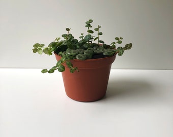 String of Turtles, Peperomia prostrata, Turtle Vine, Trailing House Plant, Trailing Succulent, Vining Plant, Mini Plant, Unusual Leaves