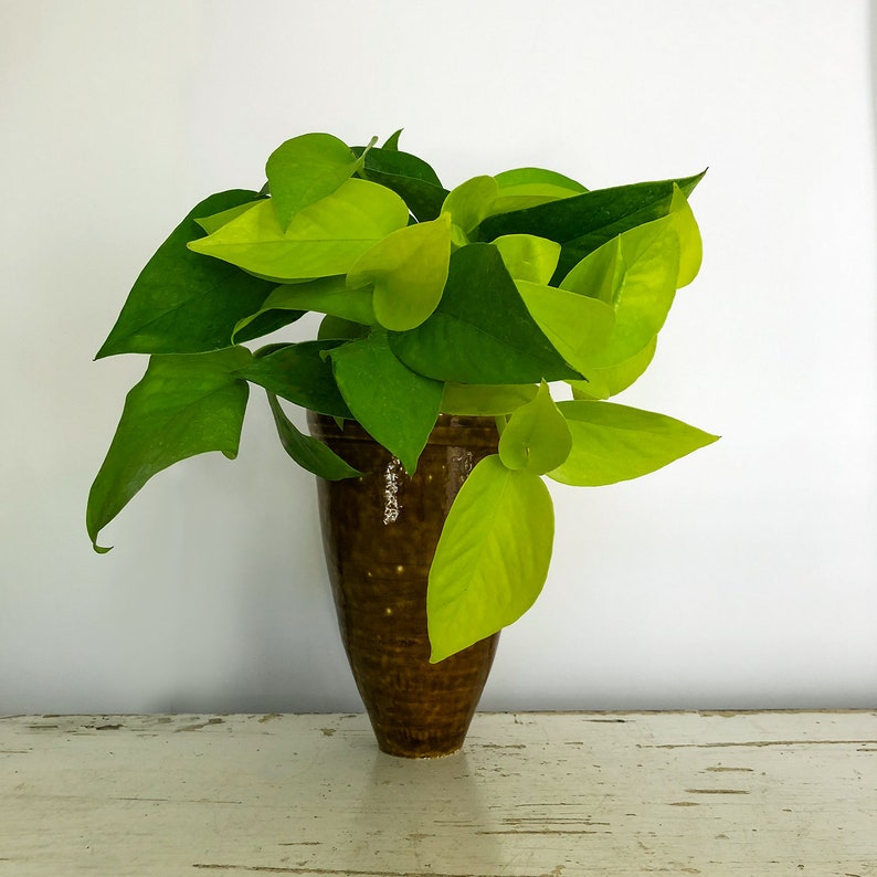 Neon Pothos Epipremnum aureum Pothos Trailing plant Etsy