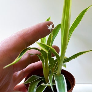 Chlorophytum bichetii, Bichetii Grass, Saint Bernard's Lily, Plant Fully Rooted in 2.5 Pot, Cascading Plant, Air Purifying Plant, Non Toxic image 2