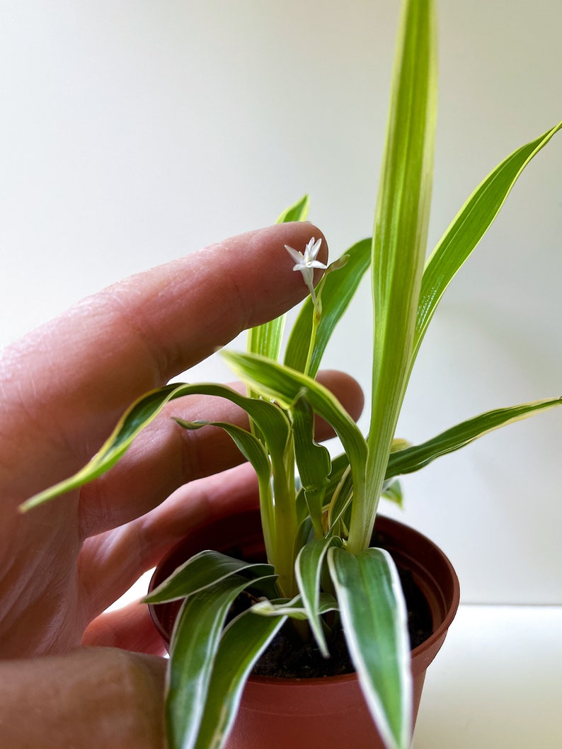 Chlorophytum bichetii, Bichetii Grass, Saint Bernard's Lily, Plant Fully Rooted in 2.5 Pot, Cascading Plant, Air Purifying Plant, Non Toxic image 2