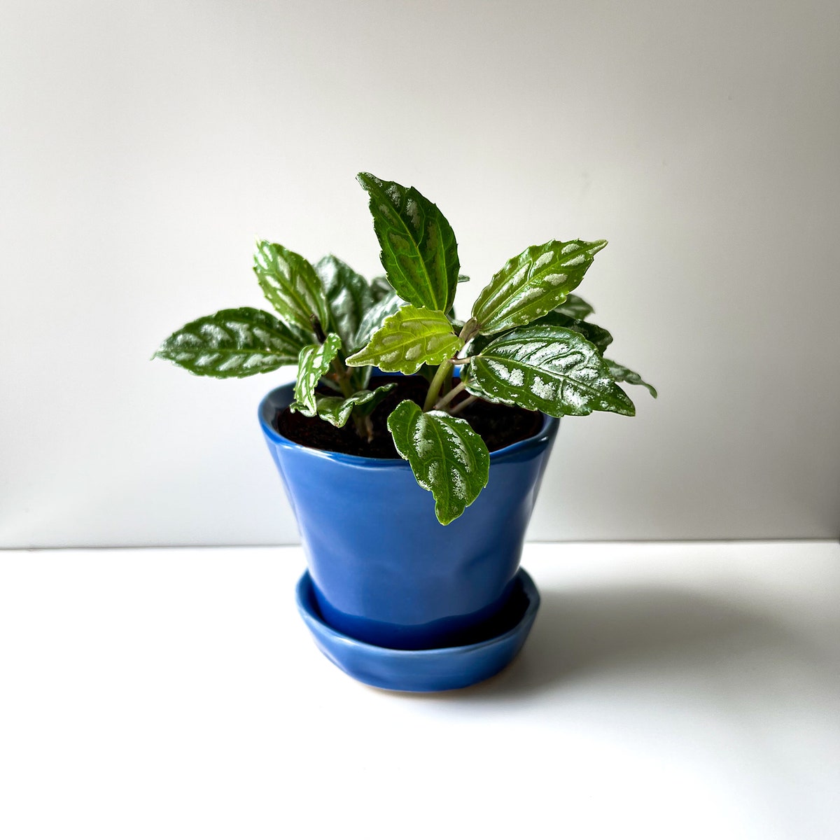 Small Cobalt Blue Ceramic Planter With Saucer a Fun Mini Pot Mini Planter or Succulent Pot - Etsy