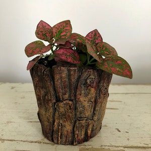 Polka Dot Plant, Hypoestes phyllostacha, Plant Gift, Rare Houseplant, Live Plant image 4