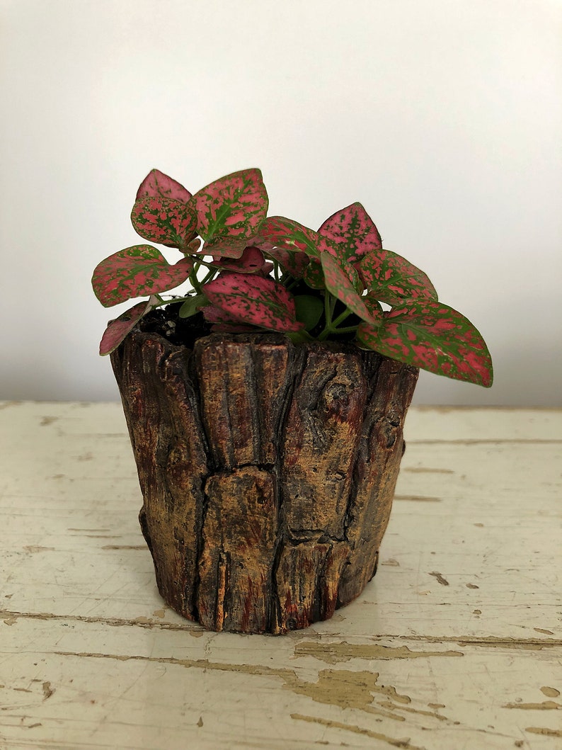 Polka Dot Plant, Hypoestes phyllostacha, Plant Gift, Rare Houseplant, Live Plant image 4