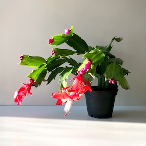 Red Christmas Cactus, Red Zygo Cactus, Zygocactus, Schlumbergera truncata, Succulent Plant, Christmas Decor, Holiday Plant, Christmas Plant
