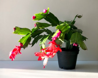 Red Christmas Cactus, Red Zygo Cactus, Zygocactus, Schlumbergera truncata, Succulent Plant, Christmas Decor, Holiday Plant, Christmas Plant