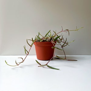 String of Needles, Ceropegia linearus, Succulent Collection, Trailing Succulent, Wish List Plant, Unique Succulent, Plant for Hanging Basket