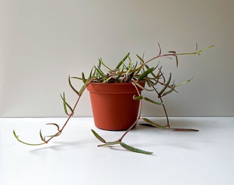 String of Needles, Ceropegia linearus, Succulent Collection, Trailing Succulent, Wish List Plant, Unique Succulent, Plant for Hanging Basket