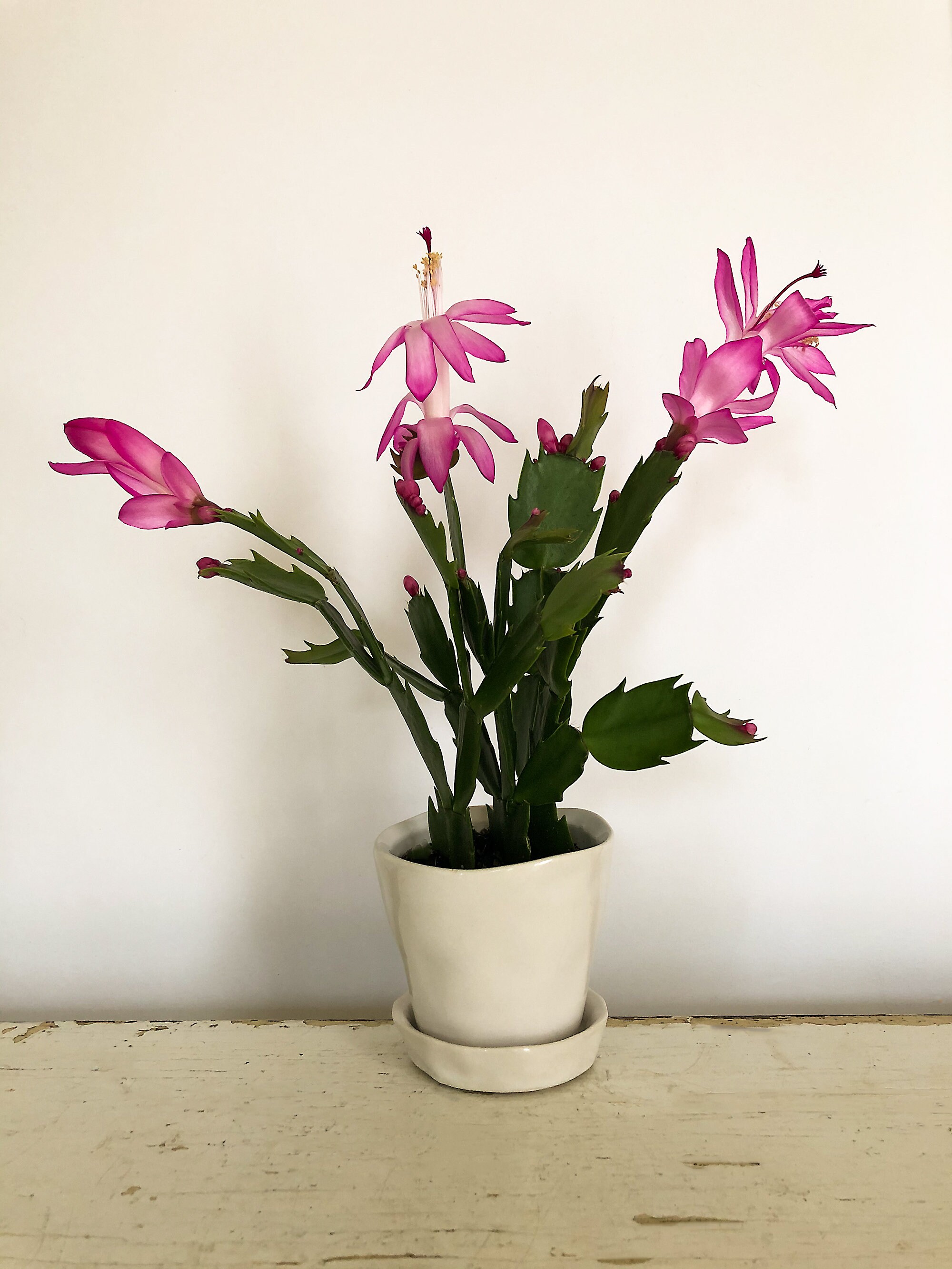 Hot Pink Christmas Cactus, Pink Cactus, Zygo Cactus, Zygocactus