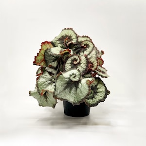 Begonia Escargot, Rex Begonia, Rhizomatous Begonia, Flowering Begonia, Snail Begonia, Houseplant, Rare Plant, 4" Pot