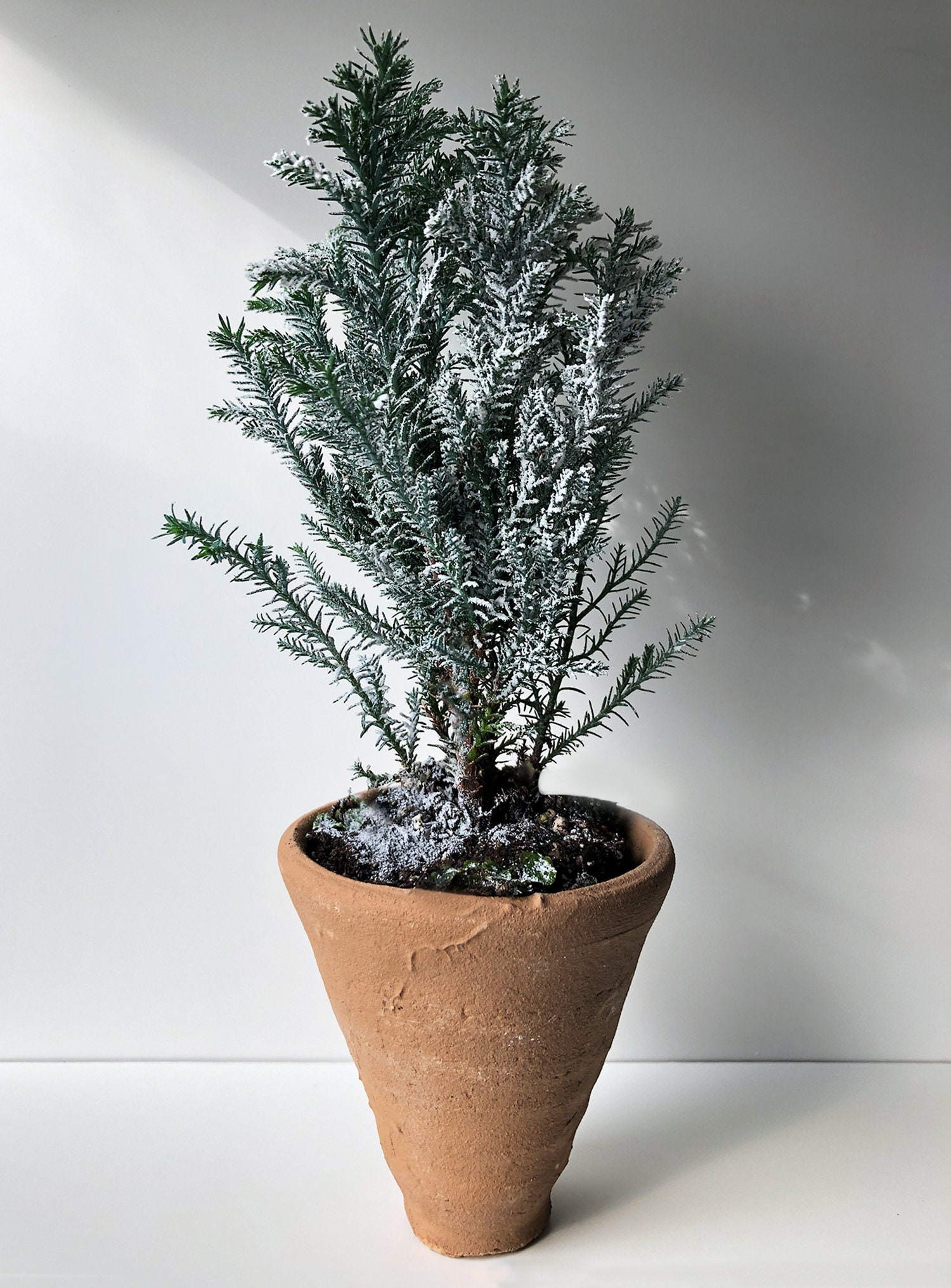 2.5 Euro Cypress Christmas Tree Mini Tree Tabletop Etsy