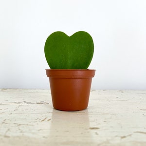 Hoya Kerrii, Hoya Heart, Hoya Heart Plant, Live Plant,Hoya Heart Succulent, Hoya Heart Vine, I Love You, Gift Plant