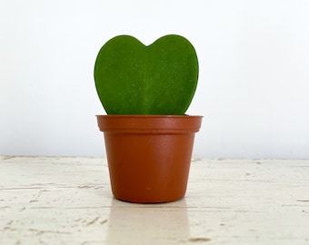 Hoya Kerrii, Hoya Heart, Hoya Heart Plant, Live Plant,Hoya Heart Succulent, Hoya Heart Vine, I Love You, Gift Plant