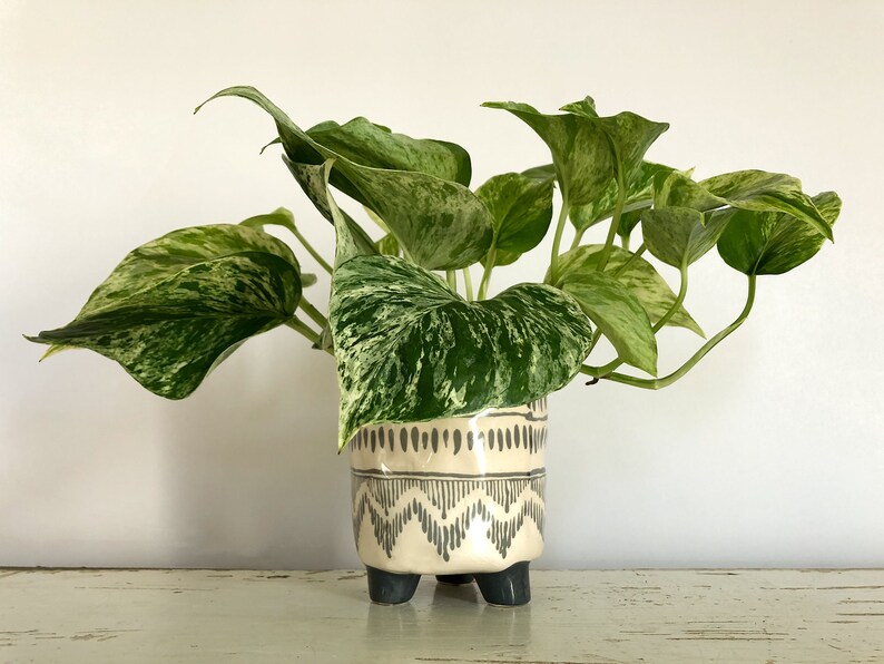 Pu&ograve; includere: Una pianta da interno con foglie variegate verdi e bianche in un vaso di ceramica color crema. Il vaso presenta un motivo geometrico nero e tre piccoli piedini neri. La pianta &egrave; un elemento decorativo.