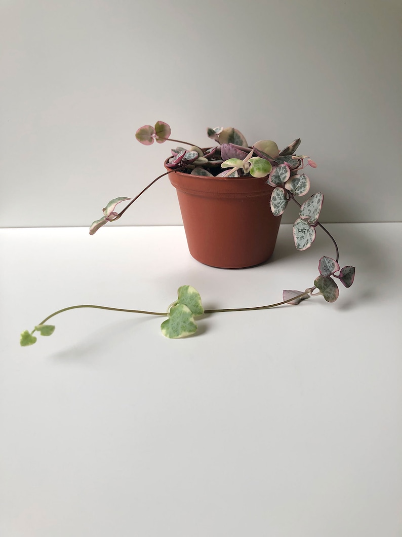 Variegated String of Hearts, Ceropegia Woodii Variegata 'Pretty Pink,' VSOH, a Super Pink String of Hearts, Rare Succulent, Trailing Plant image 4