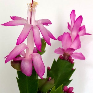 Hot Pink Christmas Cactus, Pink Cactus, Zygo Cactus, Zygocactus, Schlumbergera truncata, Cghristmas Plant, Holiday Plant, Christmas Decor image 4