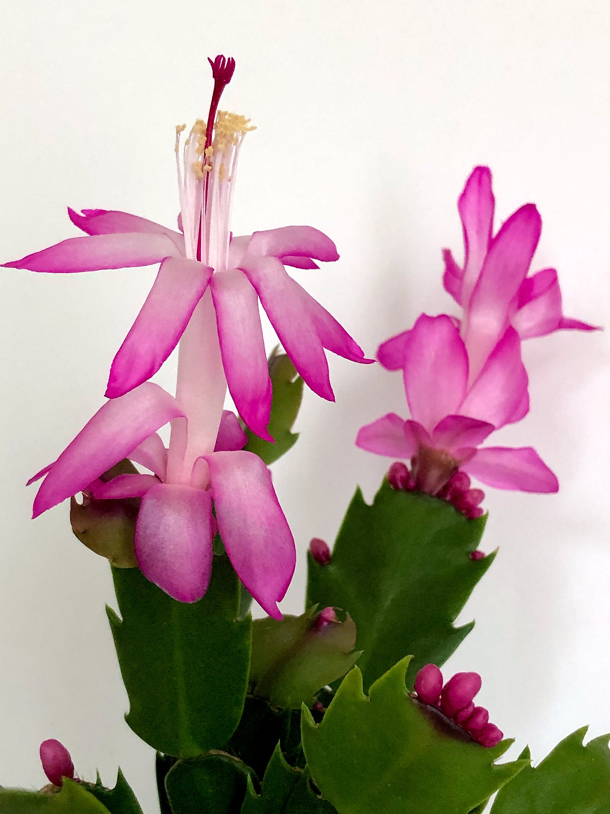 Hot Pink Christmas Cactus, Pink Cactus, Zygo Cactus, Zygocactus