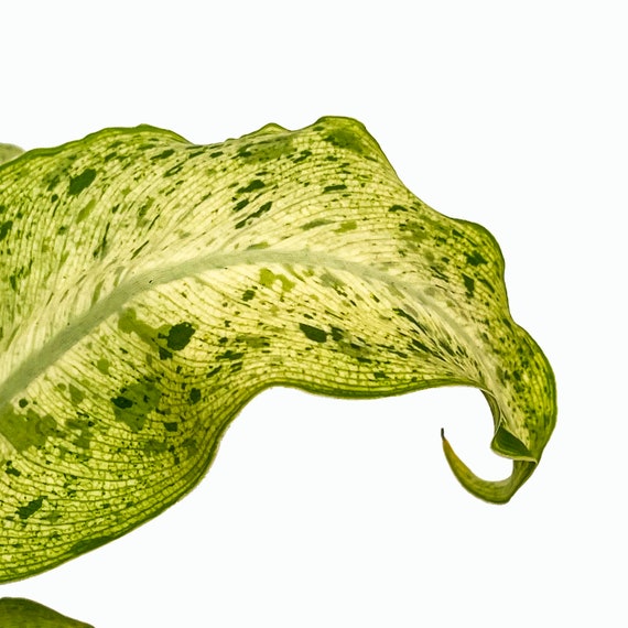How to Repot Dieffenbachia (Dumb Cane) | With Video Tutorial | Sprouts and  Stems