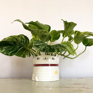 Pu&ograve; includere: Un vaso a forma di gatto in ceramica bianca con una striscia rossa e una macchia gialla, che contiene una pianta di pothos. La pianta ha foglie variegate verdi e bianche. Il vaso ha un design a forma di gatto.