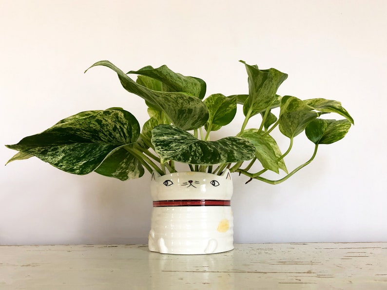 Pu&ograve; includere: Un vaso a forma di gatto in ceramica bianca con una striscia rossa e una macchia gialla, che contiene una pianta di pothos. La pianta ha foglie variegate verdi e bianche. Il vaso ha un design a forma di gatto.