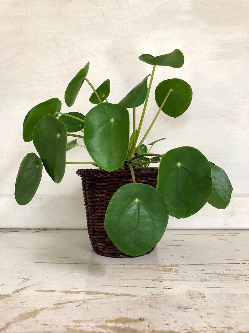 4 Pilea Peperomioides Plant Large Chinese Money Plant Etsy