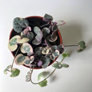 Variegated String of Hearts, Ceropegia Woodii Variegata 'Pretty Pink,' VSOH, a Super Pink String of Hearts, Rare Succulent, Trailing Plant image 5