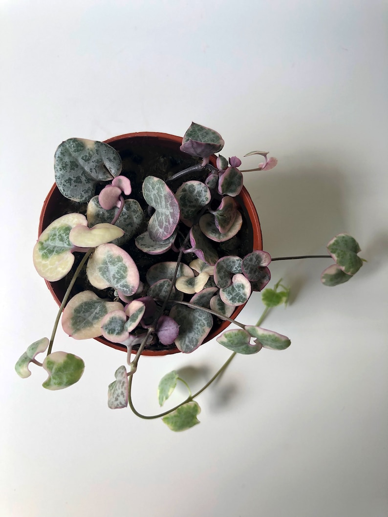 Variegated String of Hearts, Ceropegia Woodii Variegata 'Pretty Pink,' VSOH, a Super Pink String of Hearts, Rare Succulent, Trailing Plant image 5