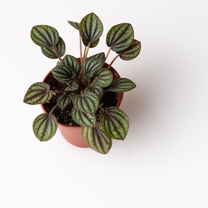 Peperomia Piccolo Banda Plant, Peacock Peperomia, 2.5 Inches, Textured Foliage, Striped Foliage image 1
