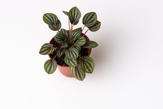Peperomia Piccolo Banda Plant, Peacock Peperomia, 2.5 Inches, Textured Foliage, Striped Foliage
