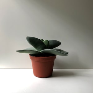 Propeller Plant,  Crassula falcata, Unique Succulent, Rare Succulent, Blooming Succulent, Blue Plant, Live Plant, Wish List Plant, Cactus